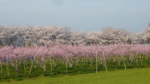 Sakura et pêcher